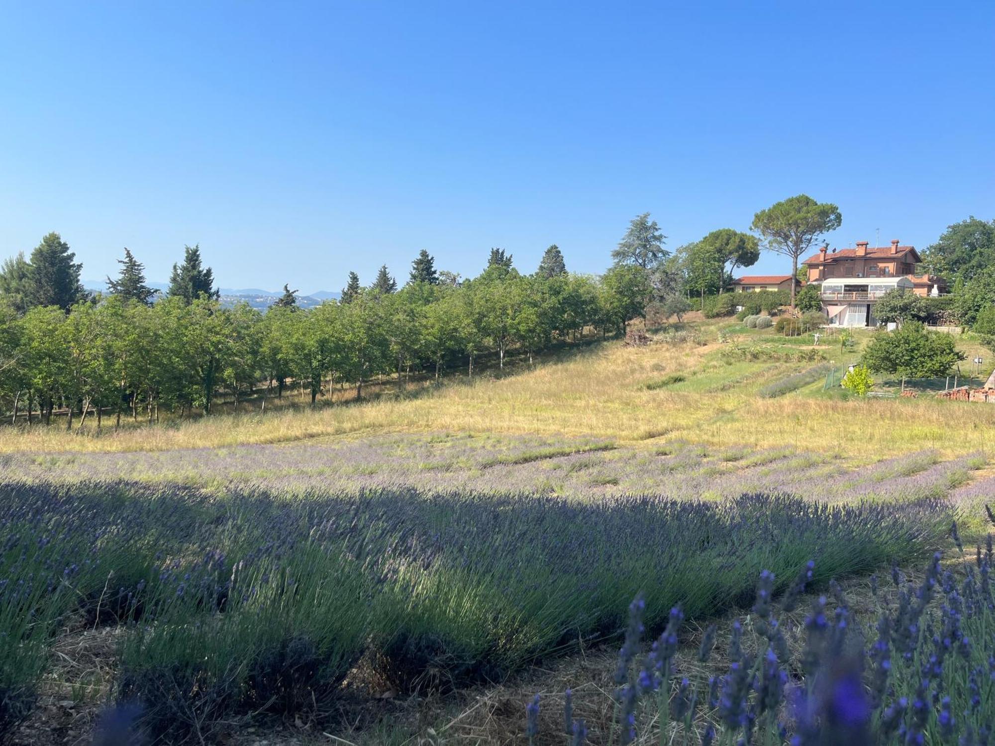 Agriturismo Villa Beatrice Mondavio Exteriér fotografie